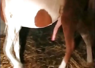 Take a look at how enormous this pony's dick is