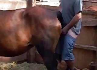 Dark-skinned horse nicely impaled by farmer
