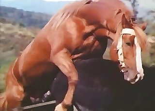 Bulky dark-skinned stallion is smashing a horse