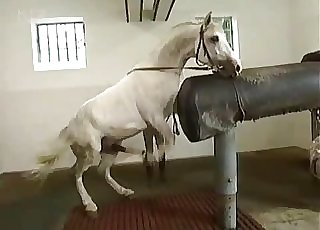 Sexy horse demonstrates his dick on the camera
