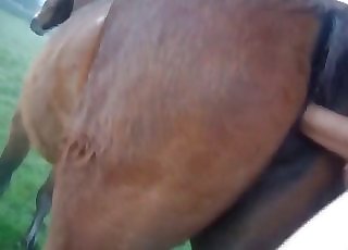 Close-up gape for a sexy chocolate-colored horse