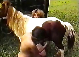 The big hard cock of this stallion is sucked by a blonde
