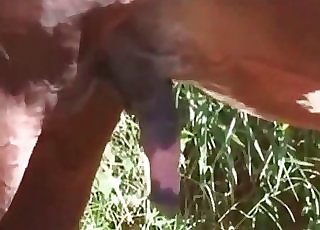 Incredible blonde slut indeed loves having sex with a brown stallion