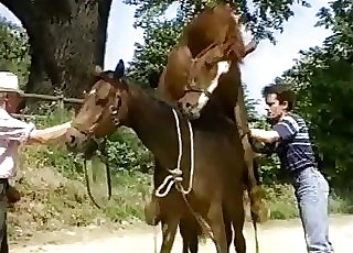 Old man watching two horses fuck hard