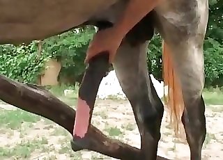 Horse got lured and fucked in incredible animal XXX