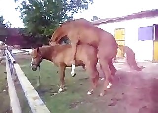 2 fabulous horses have amazing sex