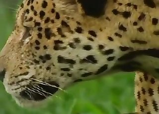 Sexy leopards in a red-hot exotic bestiality video