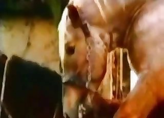 Girl got her fuck-hole boned by a huge stallion