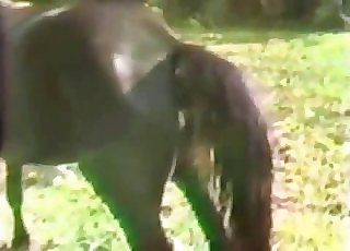 Extraordinaire stallion is having an intense bestiality screwing