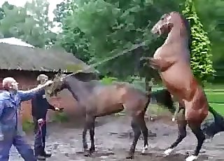 Stunning brown stallions having bestiality hook-up