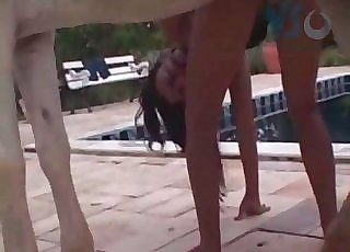 Cool horse fucking poolside