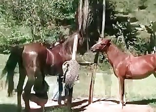 Horses enjoying hard-core sex in the open