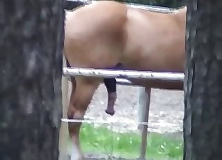Horse flashing off its massive boner