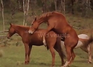 Wild brown horses fuck in the forest