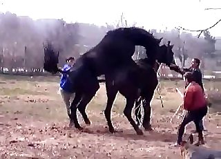 People seeing horses fuck rock-hard