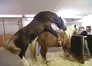 Two horses boink like crazy, enjoy