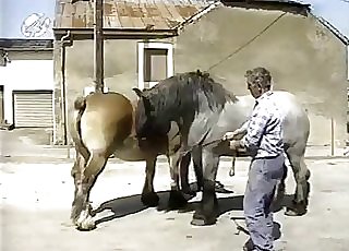 Muscular horses have awesome doggy style