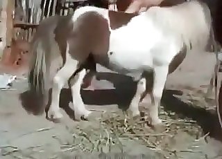 Young girl is masturbating a small horse jizz-shotgun
