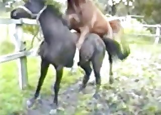 2 horses fucking passionately