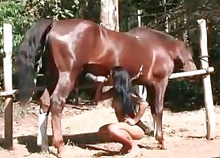 The good-sized dick of a handsome mare gets orally sated