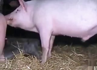 Juicy pussy licked by a sexy pig