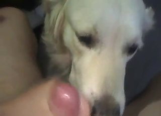 Sweet white doggy is sucking and licking a dick
