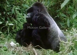 Two big black gorillas fuck in the green grass