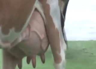 Show-off situation with sexiest udders out there