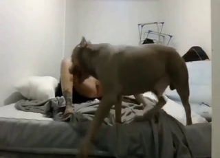 Primal bestiality sex with a sexy brunette gal