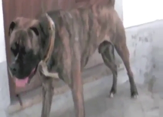 Brown dog does not have anything to lose here