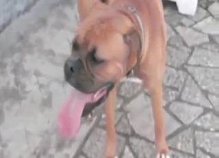 Brown dog does not have anything to lose here