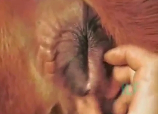 Real zoo XXX scene with plenty of POV action