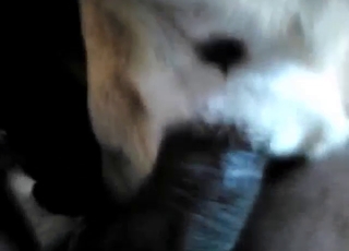 Black cock domination session with POV orgasms