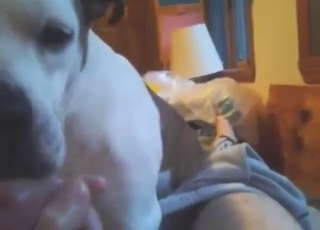 Dog's naughty foray into oral sex looks great