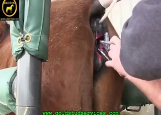 Zoo XXX featuring a mare who loves fisting