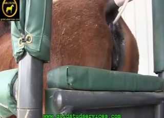 Zoo XXX featuring a mare who loves fisting