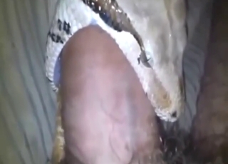 Snake getting fucked orally in a POV movie