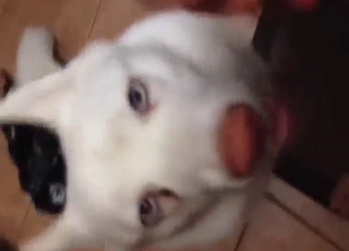 Pro Husky sucking on that dude's fat boner