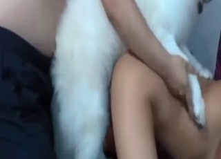 Zoophile porn featuring a webcam babe LICKED