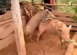 Hot zoophile porn with two pigs fucking around