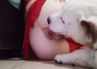 White dog has a great cock she loves sucking