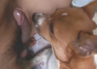 Animal seems ready to shoot when sucking