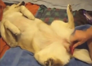 Guy with a nice dick fucking a submissive beast