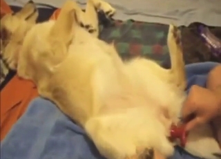 Guy with a nice dick fucking a submissive beast