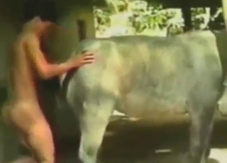 Dude is going to fuck donkey pussy with passion