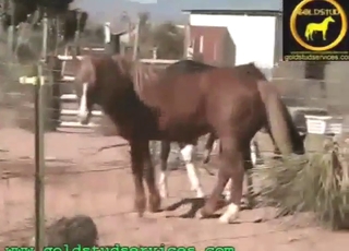 Outdoor pleasure with a stallion that DANGLES