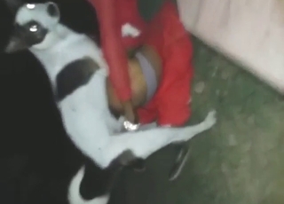 Transsexual hottie accepts the gift of dog dick