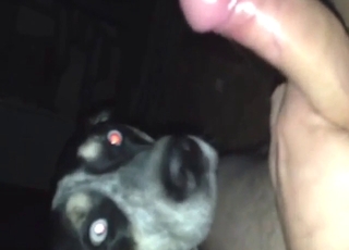 Adorable dog decides to pleasure his throbber