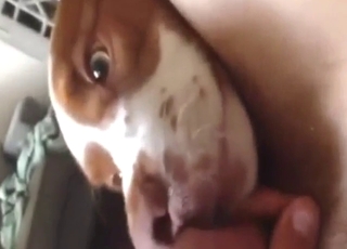 Dog is going to lick this dude's cock and balls